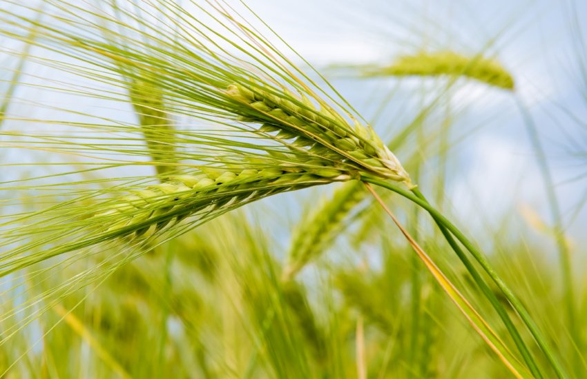 Міністр сільського господарства Ірландії вважає, що країна не зможе забезпечити себе овочами і зерном