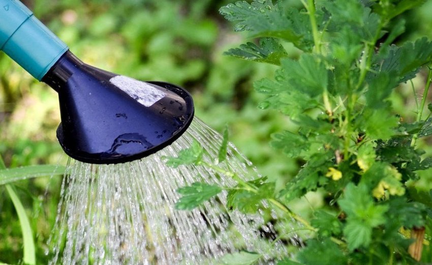 Полив агрусу