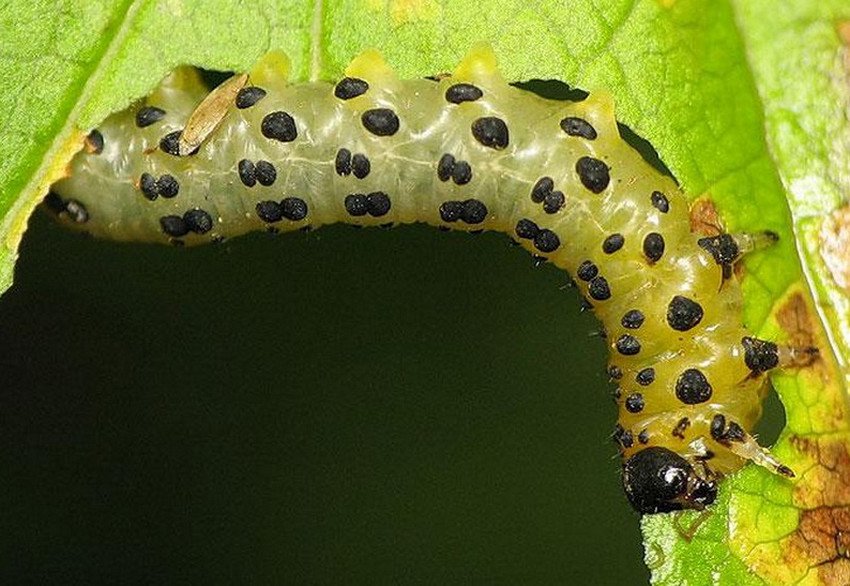 Пильщик на смородині Пильщик на смородині