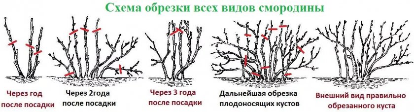 Смородина мила описание сорта фото отзывы. 95353.ptpfjc.840. Смородина мила описание сорта фото отзывы фото. Смородина мила описание сорта фото отзывы-95353.ptpfjc.840. картинка Смородина мила описание сорта фото отзывы. картинка 95353.ptpfjc.840. Черная смородина встречается почти на каждой придомовой территории. У современных сортов лучший качественный состав плодов, растения более выносливы, в связи с этим культивировать смородину можно и на севере. В данной статье нами будет рассмотрена черная смородина Мила.