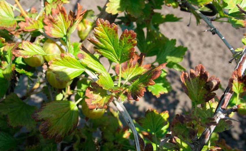 Антракноз агрусу