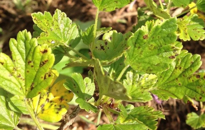 Біла плямистість на аґрусі