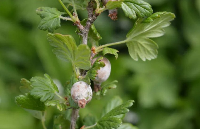 Сіра гниль на аґрусі