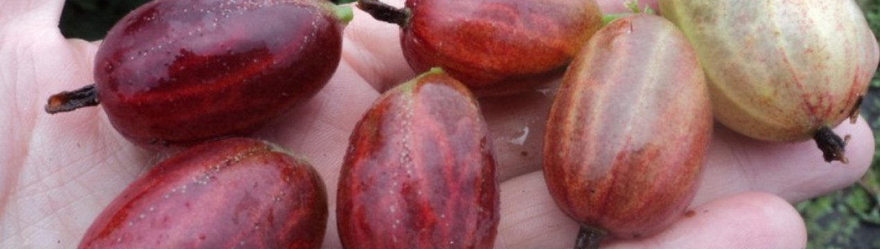 Агрус Ксенія: характеристика, особливості вирощування і розмноження