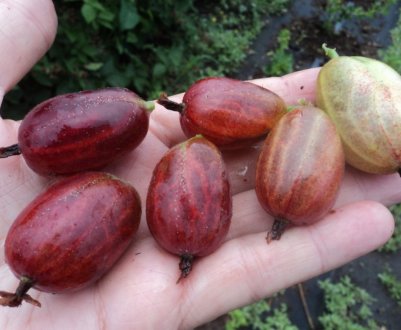 Агрус Ксенія: характеристика, особливості вирощування і розмноження