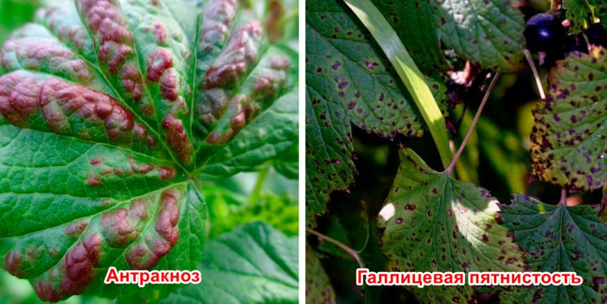 Хвороби смородини Хвороби смородини