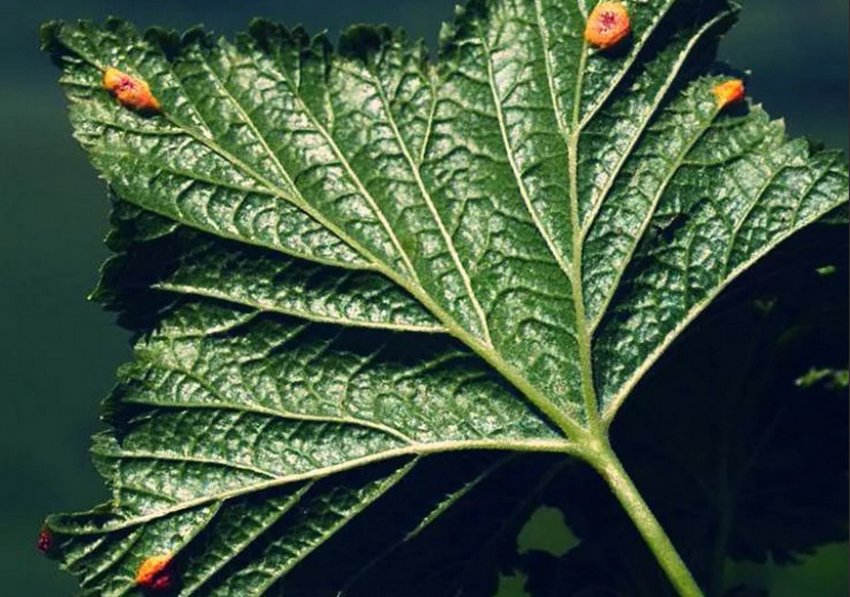 Бокальчатая іржа