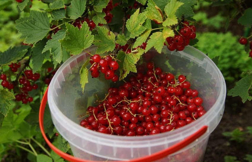 Збір врожаю червоної смородини Збір врожаю червоної смородини