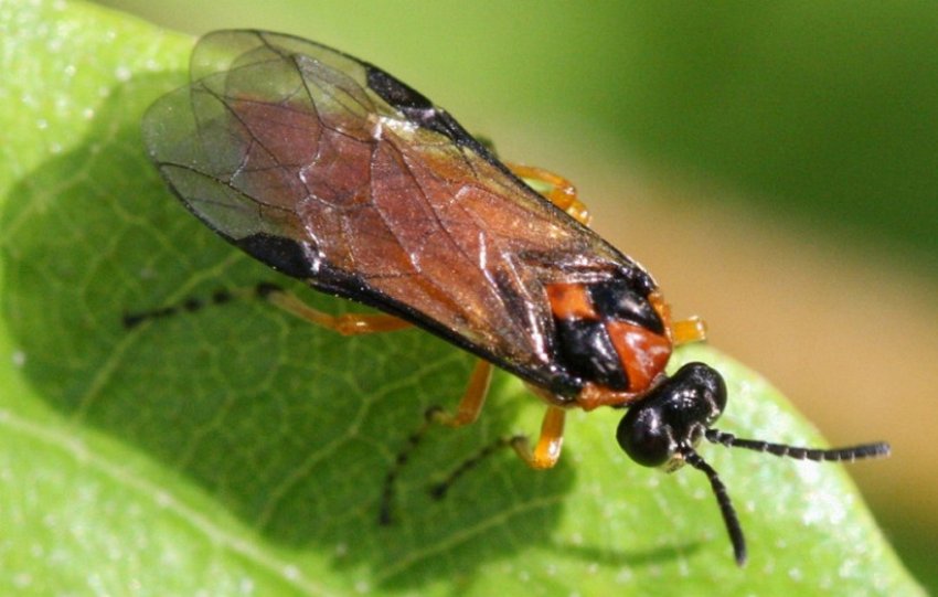 Пильщик на аґрусі