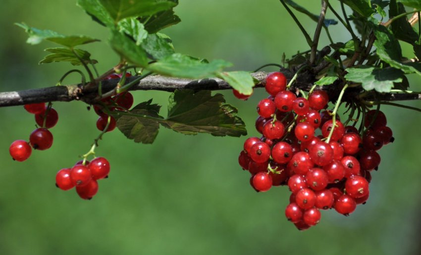 Кущ смородини сорту Нива