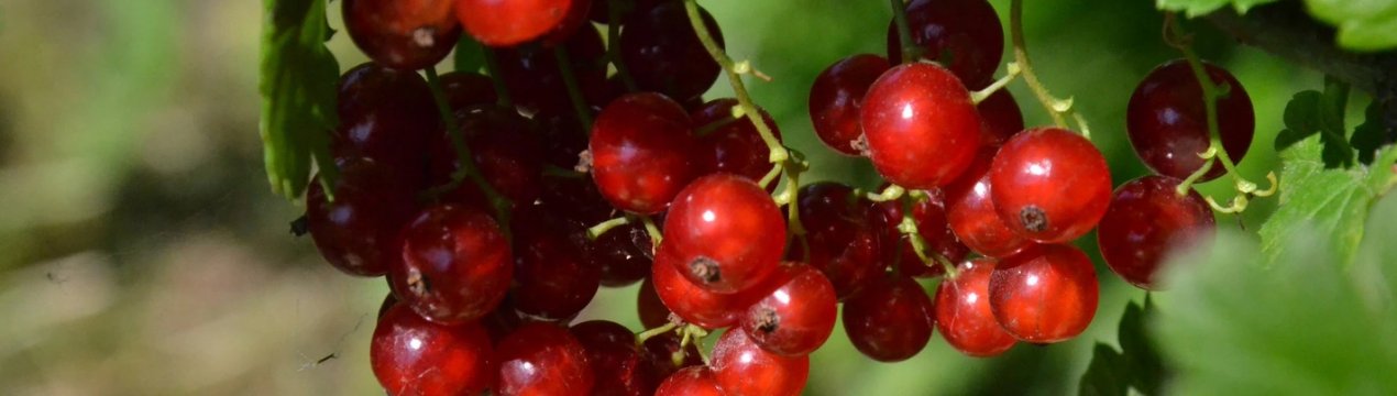 Червона смородина Нива — основні характеристики