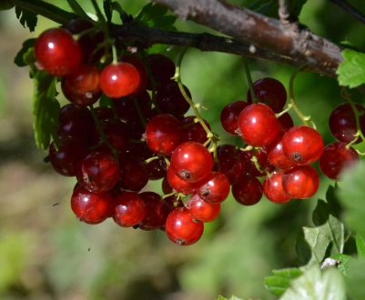 Червона смородина Нива — основні характеристики