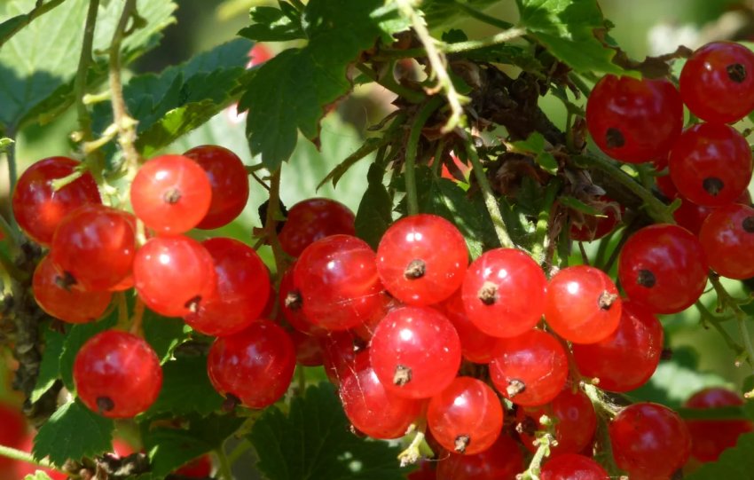 Смородина Нива