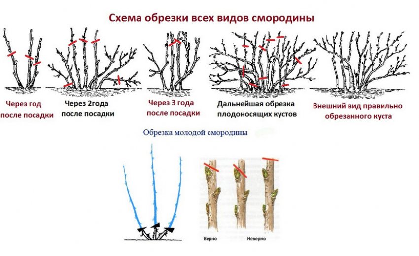 Сорта белой смородины версаль. 95388.ptpgf0.850. Сорта белой смородины версаль фото. Сорта белой смородины версаль-95388.ptpgf0.850. картинка Сорта белой смородины версаль. картинка 95388.ptpgf0.850. Белая смородина пользуются стабильной популярностью у отечественных садоводов. Плоды этого растения реже вызывают аллергию, чем более яркие ягоды. Они имеют освежающий кисло-сладкий вкус и нежный аромат, которые значительно отличаются от черной и красной разновидностей смородины.