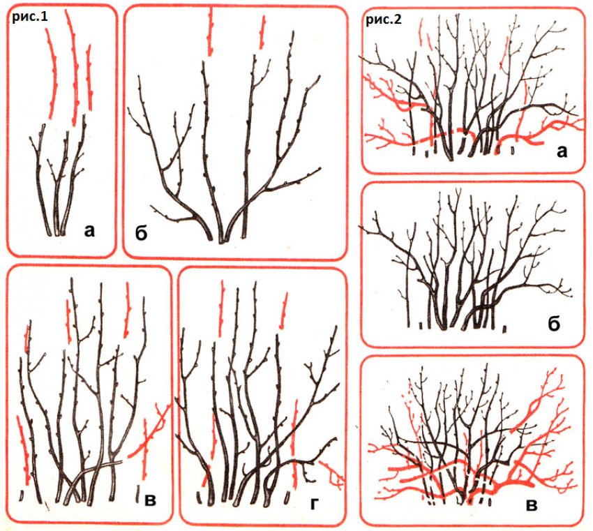 Обрізка смородини