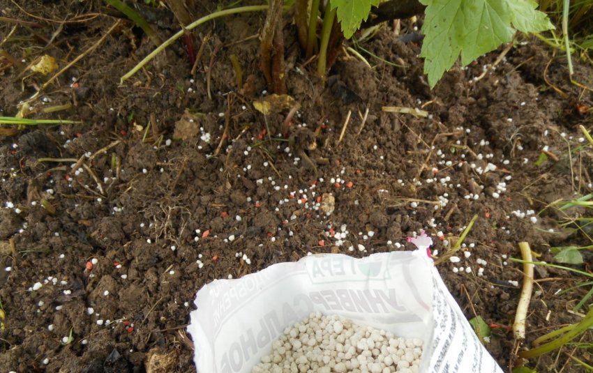 Підживлення смородини