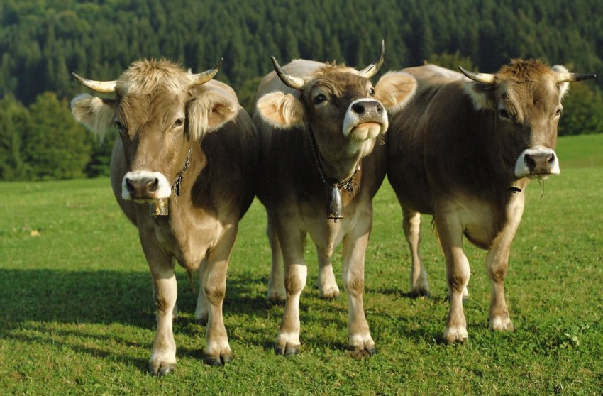 Тамбовські скотарі борються з бруцельозом