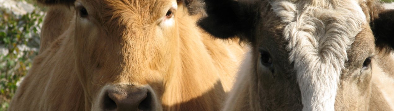 Тамбовські скотарі борються з бруцельозом