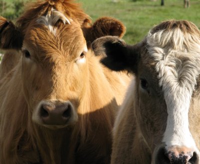 Тамбовські скотарі борються з бруцельозом 