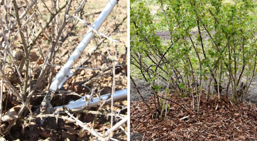 Профілактична обробка агрусу