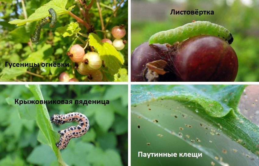 Шкідники смородини