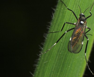 Як боротися з смородинной галлицей?
