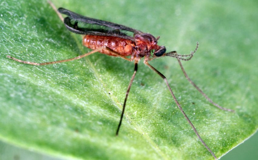 Листова галиця