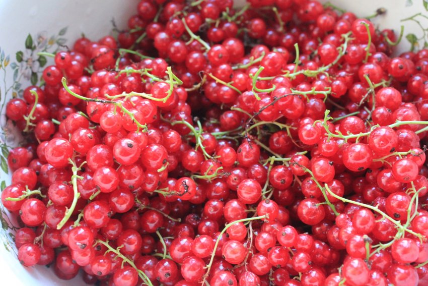 Урожай червоної смородини