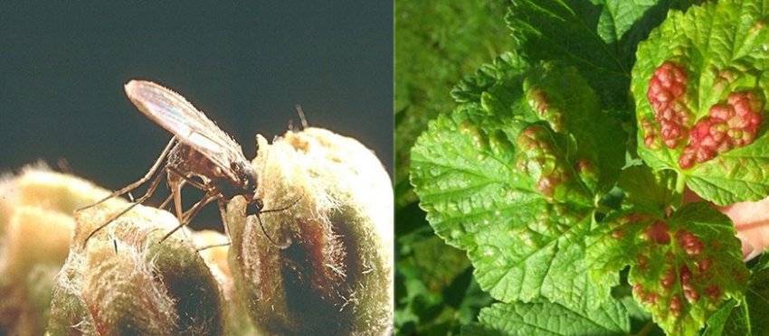 Квіткова галиця