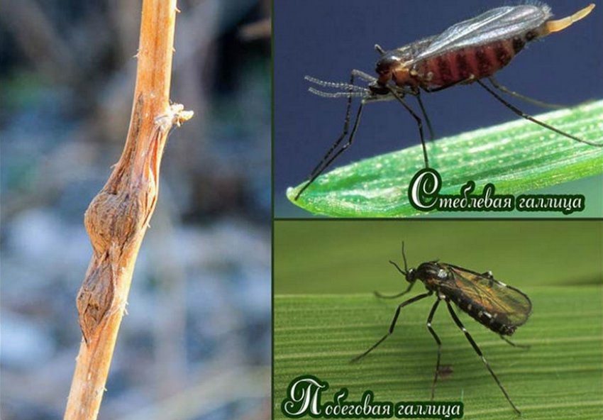 Побеговая і стеблова галиця