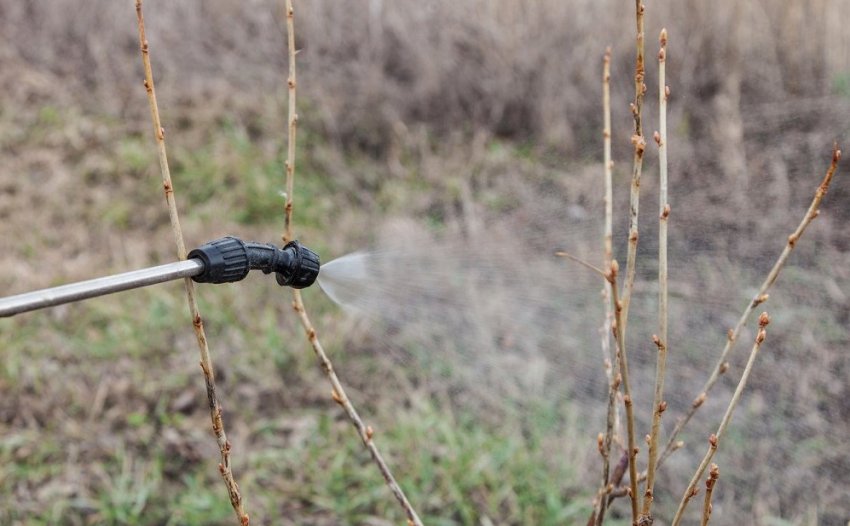 Обприскування смородини хімічними засобами