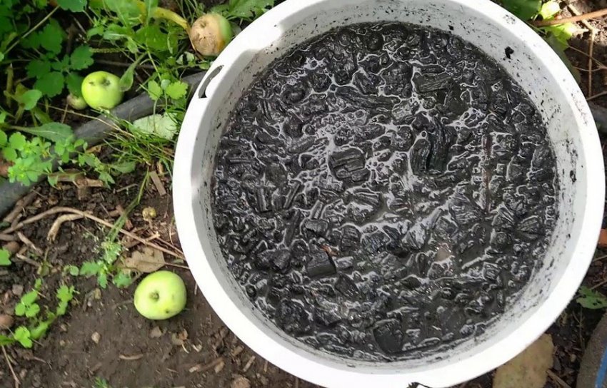 Настій із золи