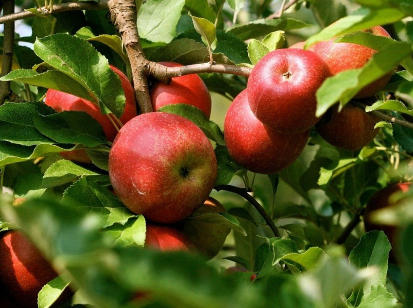 Погода істотно скоротила урожай краснодарських ранніх яблук Погода істотно скоротила урожай краснодарських ранніх яблук