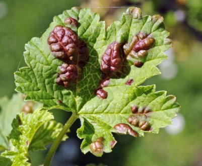 Лікування парші на смородині