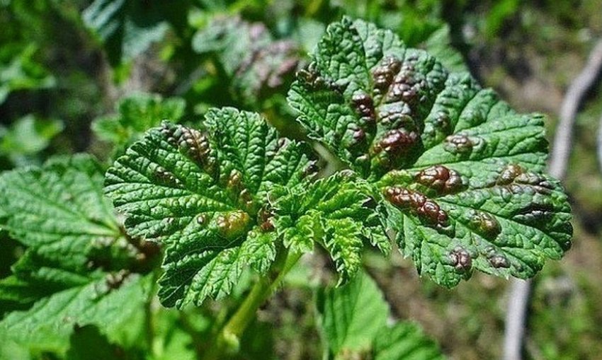 Парша на листьях смородины