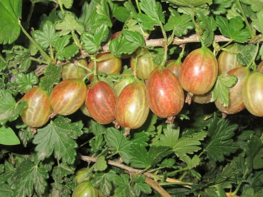 Агрус Ксенія