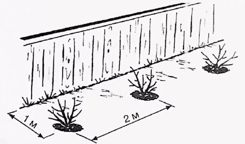 Місце посадки агрусу