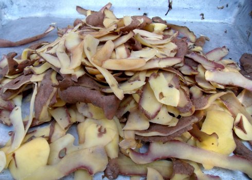 Подкормка смородины весной картофельными очистками