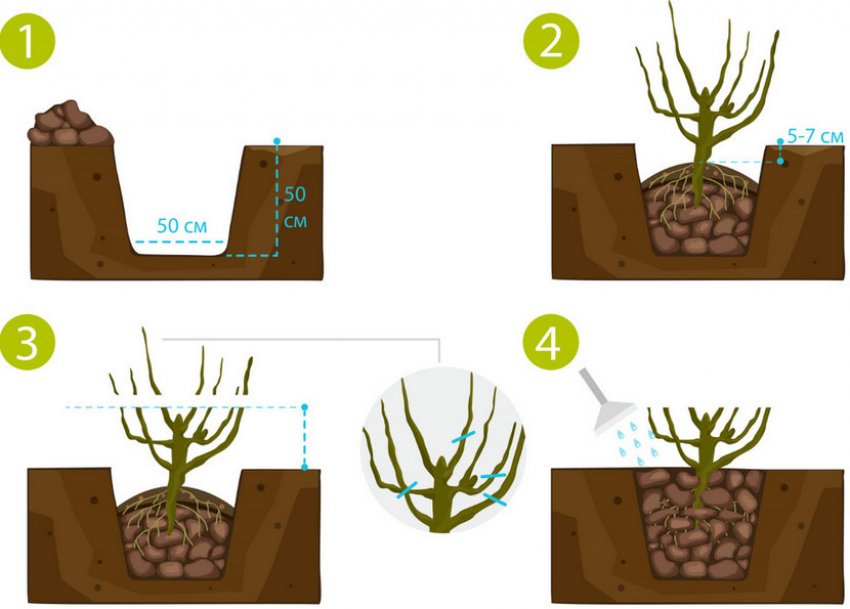 Схема посадки агрусу
