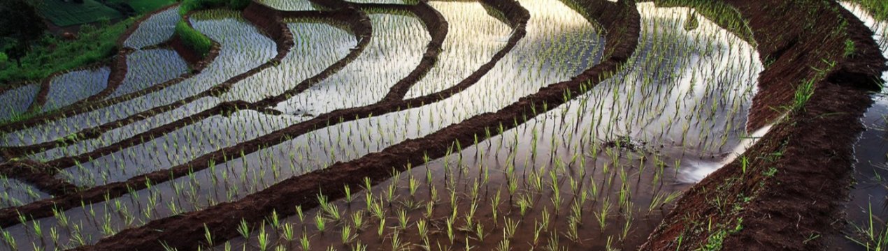 Дефіцит води може скоротити індійський експорт продовольства