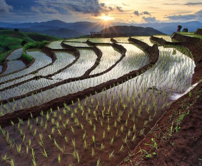 Дефіцит води може скоротити індійський експорт продовольства 