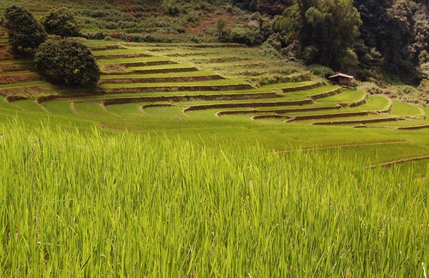 Дефіцит води може скоротити індійський експорт продовольства