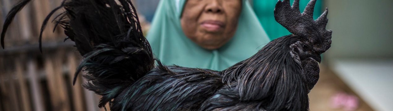 Щоб підвищити ціни, Індонезія выбраковывает курей