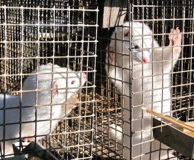 В Ірландії затверджено план поетапного відмови від хутрових ферм