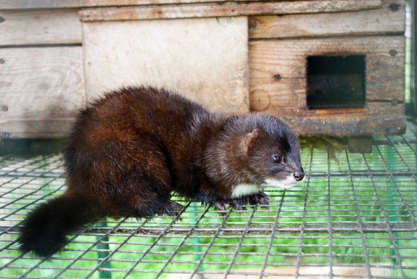 В Ірландії затверджено план поетапного відмови від хутрових ферм