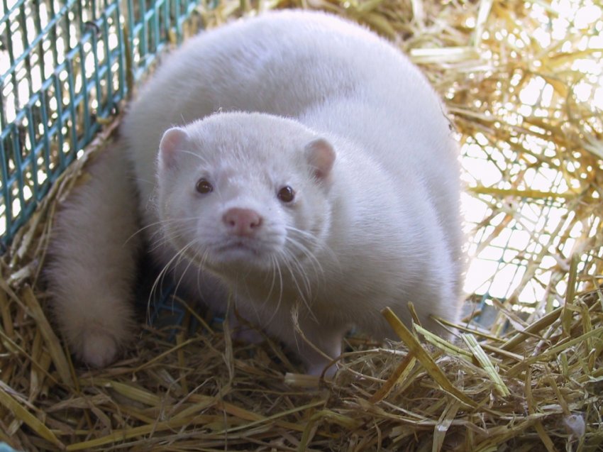 В Ірландії затверджено план поетапного відмови від хутрових ферм