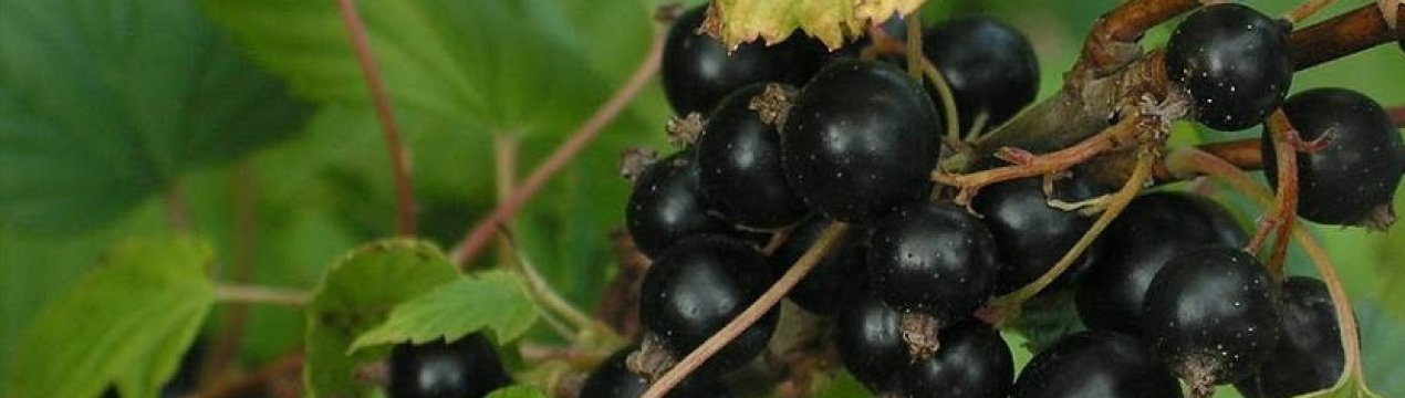 Смородина чорна Цукрова