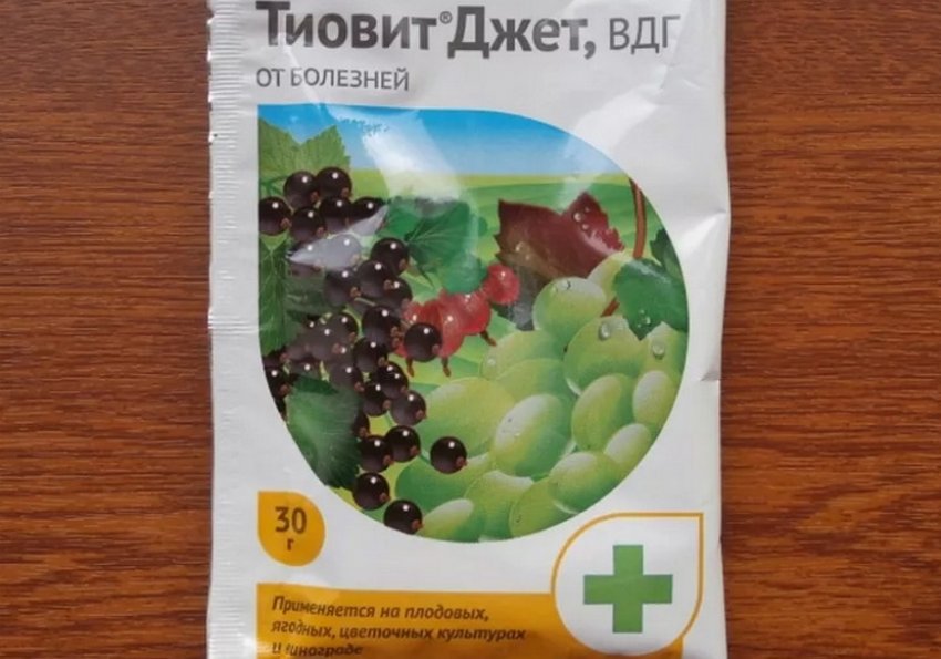 Почки смородины с почковым клещом фото. 95657.ptpouc.850. Почки смородины с почковым клещом фото фото. Почки смородины с почковым клещом фото-95657.ptpouc.850. картинка Почки смородины с почковым клещом фото. картинка 95657.ptpouc.850. Черная смородина завоевала популярность у садоводов благодаря вкусным и полезным ягодам, а также непритязательности в уходе. Правда, звание неприхотливой культуры порой играет с ней злую шутку. Неопытные дачники, не совсем правильно истолковав это понятие, запускают кустарник и невольно отдают его на растерзание врагам. Самый коварный из них — смородиновый почковый клещ, который сначала лишает урожая, а потом губит растение.
