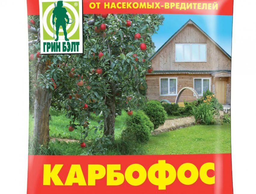 Почки смородины с почковым клещом фото. 95664.ptpp2o.850. Почки смородины с почковым клещом фото фото. Почки смородины с почковым клещом фото-95664.ptpp2o.850. картинка Почки смородины с почковым клещом фото. картинка 95664.ptpp2o.850. Черная смородина завоевала популярность у садоводов благодаря вкусным и полезным ягодам, а также непритязательности в уходе. Правда, звание неприхотливой культуры порой играет с ней злую шутку. Неопытные дачники, не совсем правильно истолковав это понятие, запускают кустарник и невольно отдают его на растерзание врагам. Самый коварный из них — смородиновый почковый клещ, который сначала лишает урожая, а потом губит растение.