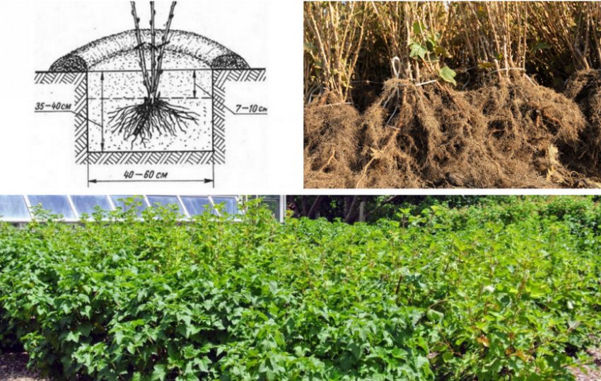 Посадка смородини